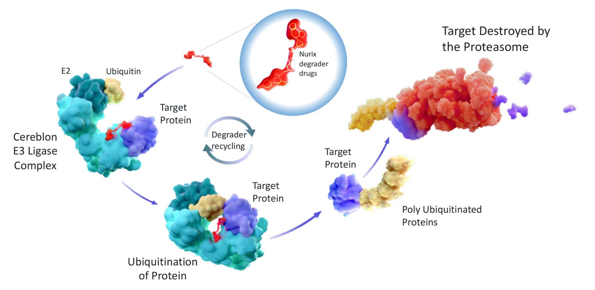 Targeted Protein Degradation Nurix 5682