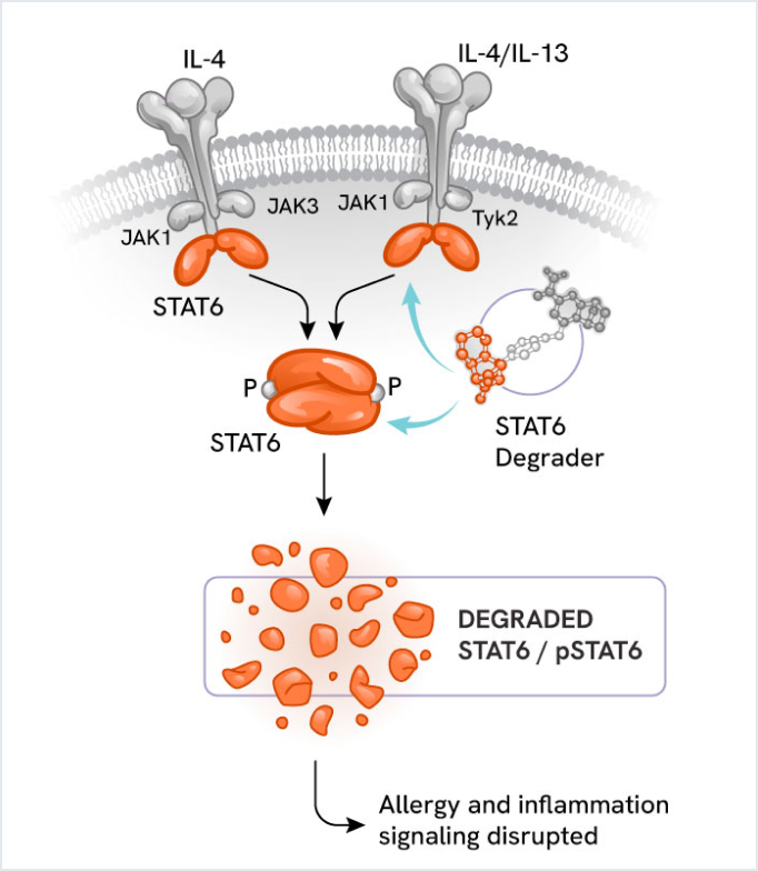 STAT6 pathway