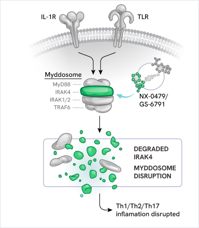 NX-0479 pathway