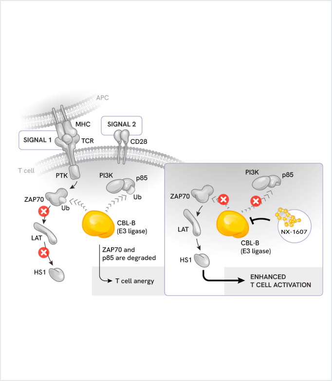 NX-1607 pathway