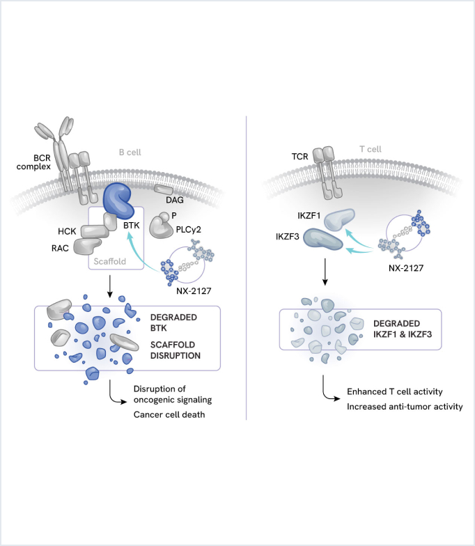 NX-2127 pathway